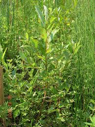 Image result for Balanites pedicellaris