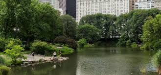 How to use pond in a sentence. The Pond Central Park Conservancy