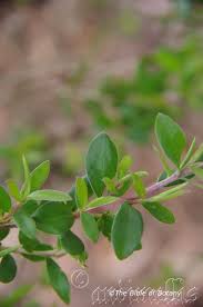 Image result for Lipocarpha monostachya