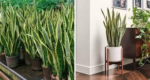 Pokok hiasan dalam rumah bukan sekadar nak buat rumah anda nampak cantik, malah boleh membantu peredaran udara juga. Snake Plant Pokok Viral Kurangkan Habuk Dalam Rumah Pesona Pengantin