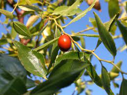 You'll get abundunt crops of very large (3oz.), round sweet fruit on a tree that's the first jujube variety to ripen. Jujube Tree Care How To Grow A Jujube Tree