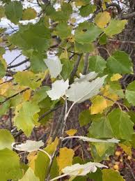 Image result for Populus ×  canescens