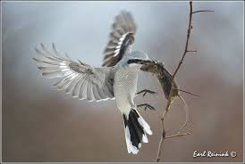 Northern Shrike Dogs With Jobs Hunting Art Animals