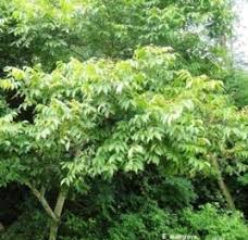 Image result for Lannea katangensis