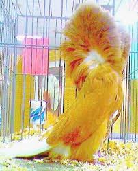 Jacobin Pigeons For Sale Pigeons For Sale Pigeon Pictures Jacobin Pigeon
