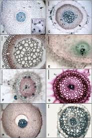 Image result for Vandenboschia gigantea