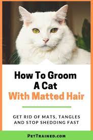 How To Groom A Cat With Matted Hair Cat Grooming Styles Matted Hair Cat Grooming