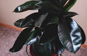 Some are beneficial to the trees, but many are not. How To Grow A Rubber Tree Houseplant Ficus Elastica Gardening Channel
