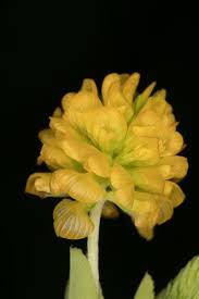 Image result for Trifolium polystachyum