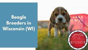 Check spelling or type a new query. 4 Beagle Breeders In Wisconsin Wi Beagle Puppies For Sale Animalfate