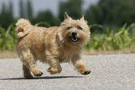 Finden sie einen welpen zu verkaufen. Norwich Terrier Herz Fuer Tiere De