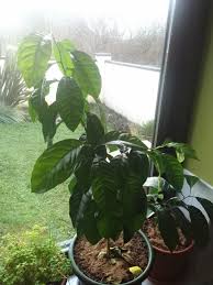 Check spelling or type a new query. Lemon Plant Dropping And Browning Leaves Indoors Gardening Landscaping Stack Exchange