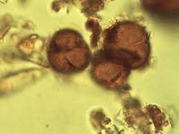 Image result for Spirostachys