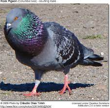 Rock Doves Or Rock Pigeons Columba Livia Beauty Of Birds