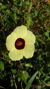 Image result for Hibiscus surattensis