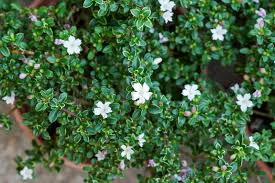 Check spelling or type a new query. The Small White Flowers On Tree Stock Image Colourbox