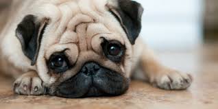 The physical features of down syndrome were first described in 1866. Bedenklicher Trend Uberzuchtete Hunde Hunde Kausnacks Magazin