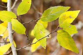 Image result for Ulmaceae