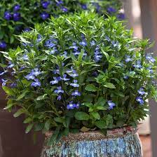 Pin On Gardening Tips Trends