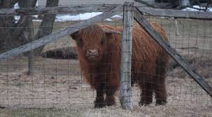Scottish Highland Cattle Love Them A Small Farm Near Me Has Several I M Enjoying Watching This Year S Baby Grow Up Small Farm Cattle Mini Cows