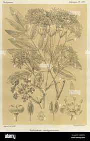 Image result for Vaccinium madagascariense