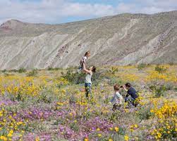 May 01, 2020 · best blooms: The Super Bloom In Pictures The New York Times
