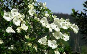 The dogwood most commonly grown in nz hails from north america and is known as cornus florida. Cornus Eddies White Wonder