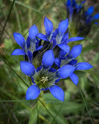 Image result for Jasminum streptopus