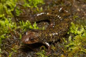 Image result for Poecilostachys oplismenoides