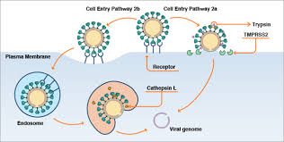 We did not find results for: The Enemy Within How Sars Cov 2 Uses Our Own Proteins To Infect Our Cells Cas