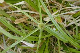 Image result for Kyllinga squamulata