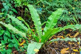 Image result for Asplenium ceii