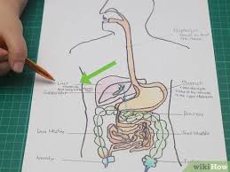We did not find results for: How To Draw A Model Of The Digestive System 15 Steps