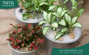 18 cây cảnh mini để bàn dễ trồng, hợp ...