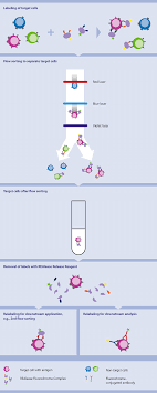 Realease Fluorochrome Technology Antibodies Macs Flow