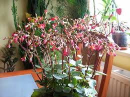 Kalanchoe Tessa Is A Lovely Succulent Perennial With Green Leaves And Orange Red Flowers It Grows Up To 1 Blooming Succulents Succulents Long Lasting Flower