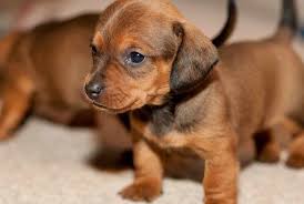 We take pride in providing efficient and personal service, honesty and reliability. Adopt Dachshund Puppies Rescue Petswithlove Us