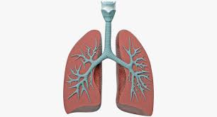 Pin By Moojacenty On Refrence In 2020 Lung Anatomy 3d Model Model