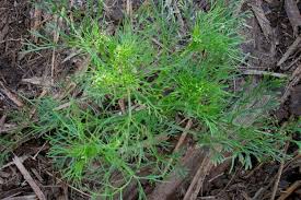 Image result for Apium leptophyllum