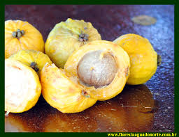 Image result for Antrocaryon