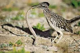 Image result for roadrunner