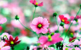 Beautiful Flowers Background Wallpaper Free Flower Backgrounds Flower Background Wallpaper Beautiful Flowers