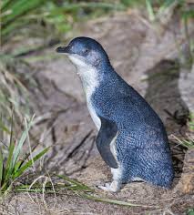 This is no different from the role that a cool, smart animal like a tiger, wolf or dolphin might fulfill. Little Penguin Wikipedia