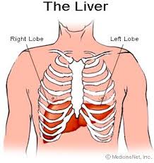 The ribs are a set of twelve paired bones which form the protective 'cage' of the thorax. Liver Function Tests Diseases Symptoms Causes Location