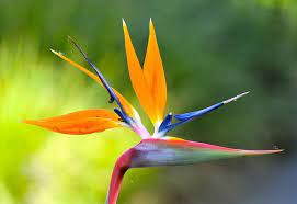 Pin On Flowers