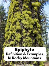 Epiphytes Are Unique Plants Definition Examples Jake S Nature Blog Plants Unique Plants Nature