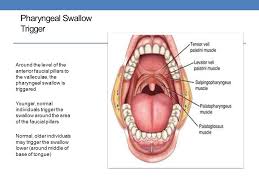 ➨use the words diagram, illustration, photo, graph using the example of a question that asked for the identification of the faucial pillars, 2. The Thickenedliquidchallenge And How To Best Work With Your Speech Therapist To Optimize Quality Of Life And Quality Of Care Kevin Grunden Ms Ccc Slp Ppt Download