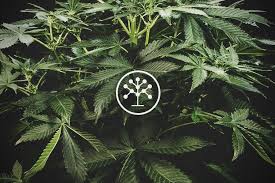 Image result for Cannabaceae