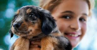 Dog Jeopardy Level 1