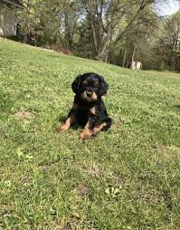 Cavapoo puppies are very expressive and social that makes them very friendly and a perfect pet. Cavapoo Puppy For Sale Adoption Rescue For Sale In Watertown Minnesota Classified Americanlisted Com